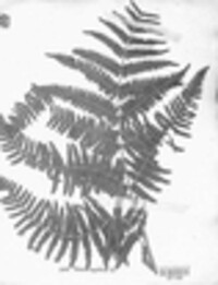 Pteridium aquilinum subsp. aquilinum image